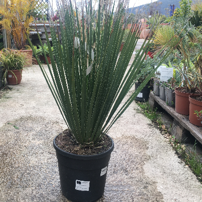 Dasylirion serratifolium Pot de 9 litres