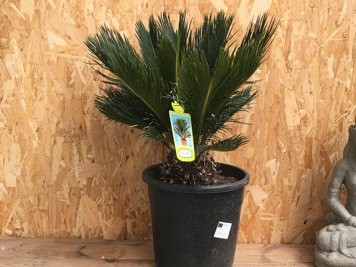 Cyca revoluta Pot de 10Litres stipe 10/15cm